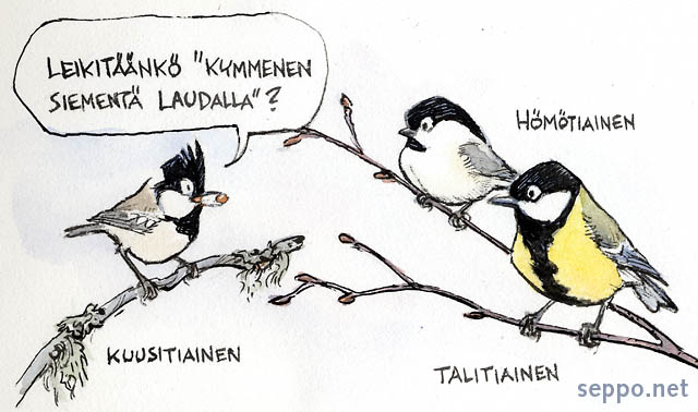  Tiaiset - kolme lajia, keywords:
 tiainen hm kuusi tali Parus montanus major ater pilapiirros