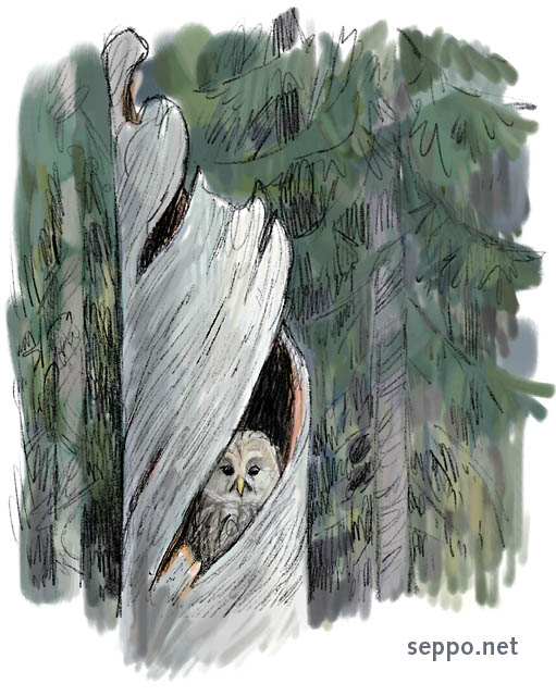  Viirupll pesii kelopkkelss, keywords:
 viirupll tervaskanto kelo pkkel pes Strix uralensis ermaa pilapiirros
