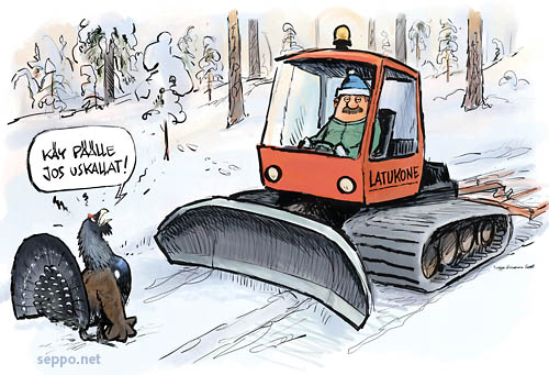  Hullu metso ja latukone, keywords:
 metso hullu soidin kevät latukone Tetrao urogallus pilapiirros