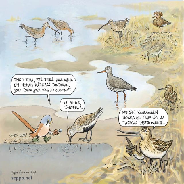  Kahlaajien nokka on hieno erikoistyökalu, keywords:
 kahlaaja ranta tuntoaisti tuntokeränen suokukko nokka Limosa Numenius arquata Philomachus pugnax Tringa totanus Lymnocryptes minimus Panurus biarmicus Calidris alpina Gallinago pilapiirros