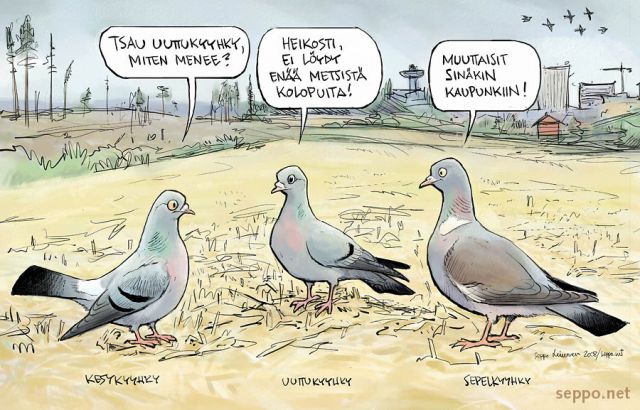  Sepelkyyhky kesykyyhky ja uuttukyyhky, keywords:
 sepelkyyhky kesykyyhky uuttukyyhky peltolinnut kaupankilintu vanhat metst kolopuu kololinnut metstalous metsnhoito pilapiirros Livia oenas pulu Columba palumbus