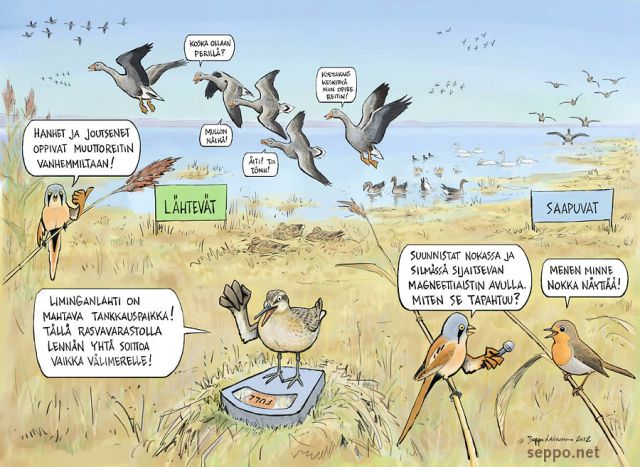  Linnut – linnustonsuojelualue – syysmuutto, keywords:
 linnut suojelualue kosteikko Liminganlahti muutto ruokailu suunnistus magneettiaisti Anser fabalis Cygnus Anas platyrhynchos Calidris canutus Erithacus rubecula Panurus biarmicus pilapiirros