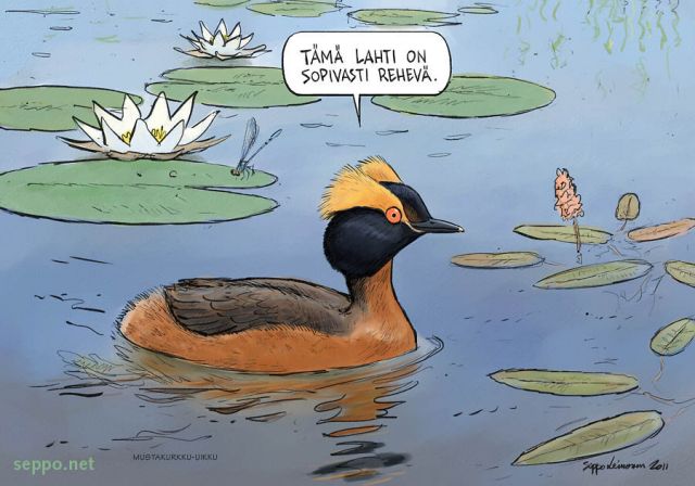  Mustakurkku-uikku, keywords:
 mustakurkku-uikku lumme kes vesitatar Podiceps auritus lintuvesi pilapiirros