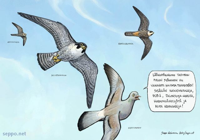  Muuttohaukka ja pulu, keywords:
 muuttohaukka nuolihaukka ampuhaukka kesykyyhky pulu ympäristömyrkyt Falco peregrinus Falco subbuteo Falco columbarius Columba livia pilapiirros
