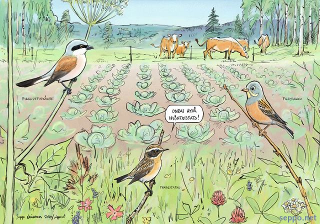  Peltolinnut luomutilalla, keywords:
 pelto laidun luomu peltolintu pikkulepinkinen pensastasku peltosirkku kyytt maatiaisrotu kaali keto kes Emberiza hortulana Lanius collurio Saxicola rubetra piirros
