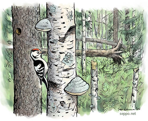  Pikkutikka vanhan metsän saarekkeessa, keywords:
 pikkutikka vanha metsä pökkelö lahopuu koivu leppä tervaleppä kuusi maapuu kääpä Dendrocopos minor kolopuu pilapiirros