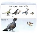 evoluutio_linnut_fi.jpg