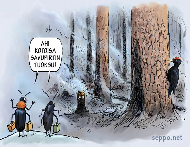  Luonto palaa metsäpalon jälkeen, keywords:
 metsäpalo kulo kulotus hiillos paloalue paloaukea savu mänty infrapuna-aisti hyönteinen palokärki kaskikeiju kulokauniainen hajuaisti Phryganophilus ruficollis Melanophila acuminata Dryocopus martius pilapiirros