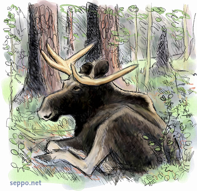  Hirvi lepää, keywords:
 hirvi sarvi sarvipää hirvisonni metsä mäntymetsä Alces alces piirros