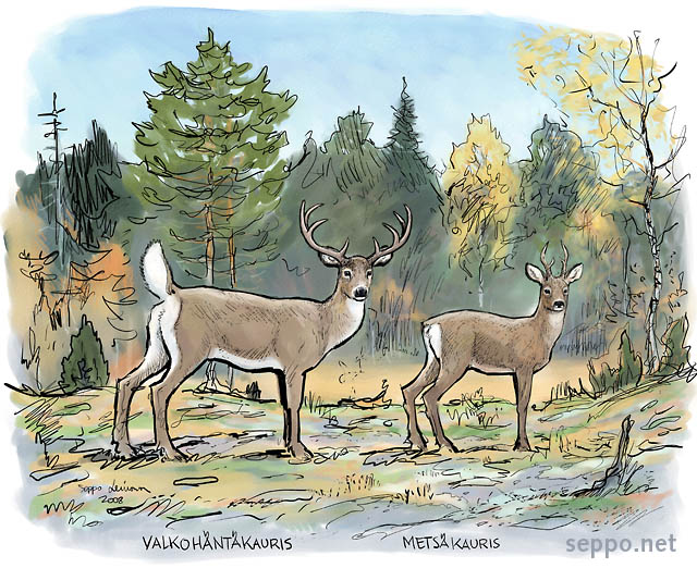  Metsäkauris ja valkohäntäkauris, keywords:
 metsäkauris valkohäntäkauris syksy piirros