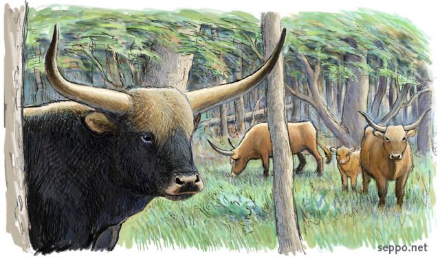  Alkuhrklauma, keywords:
 alkuhrk lauma metslaidun villinauta naudan esi-is kotielinten historia Bos taurus piirros