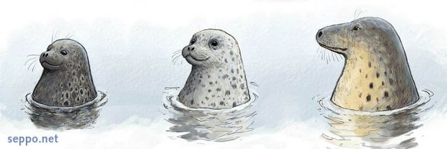  Itmeren hylkeet, keywords:
 Itmeren norppa kirjohylje harmaahylje Phoca hispida botnica Phoca vitulina Halichoerus grypus Itmeri piirros