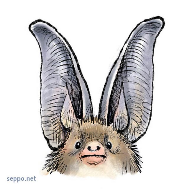  Korvayökkö, keywords:
 korvayökkö Plecotus auritus pilapiirros