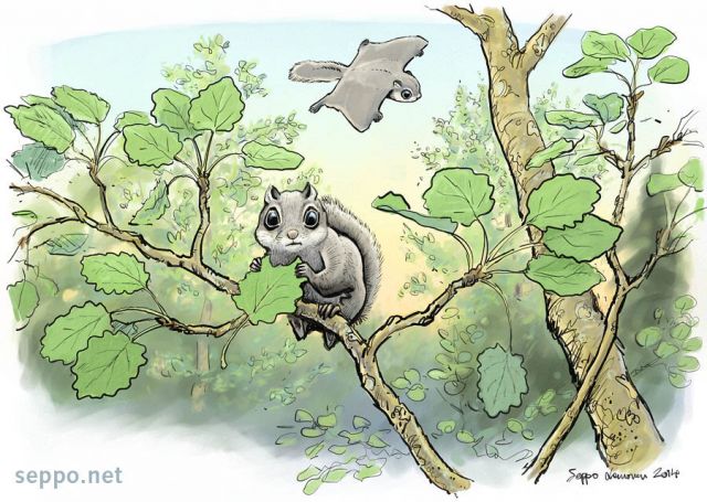  Liito-orava ruokailee haavassa, keywords:
 liito-orava haapa kesä yö ilta Pteromys volans piirros