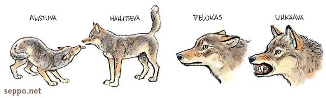  Susi viestittää, keywords:
 piirros susi viesti viestintä ilme ele elekieli asento Canis lupus uhkaava pelokas alistuva hallitseva