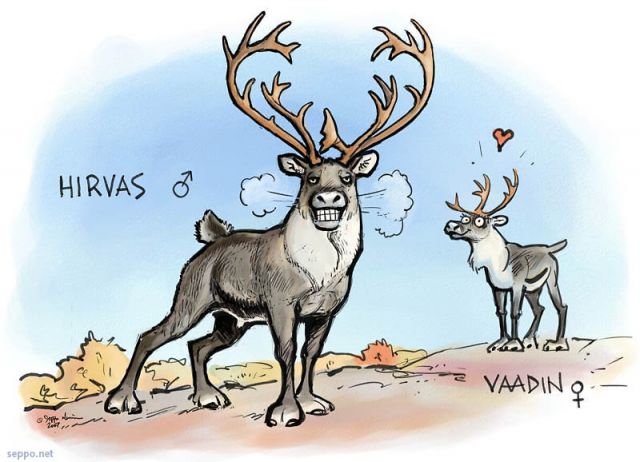  Poro - hirvas ja vaadin rykimäaikana, keywords:
 poro hirvas vaadin rykimä kiima Lappi pilapiirros