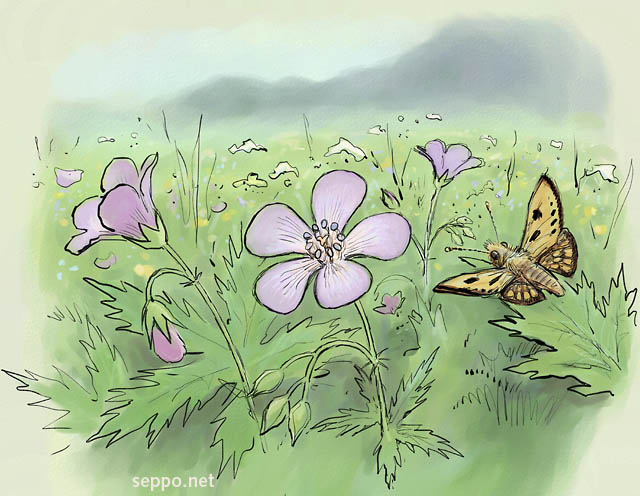 Kukkaniitty ja mustatäplähiipijä, keywords:
 niitty kukkaniitty metsäkurjenpolvi Geranium sylvaticum mustatäplähiipijä Carterocephalus silvicola kesä monimuotoisuus piirros