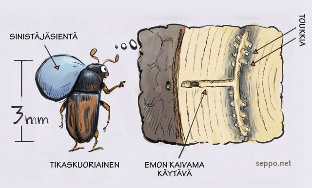  Tikaskuoriainen lahottaa kuollutta puuta, keywords:
 tikaskuoriainen lahottaja kovakuoriainen toukka kuollut puu sinistäjäsieni Trypodendron lineatum pilapiirros