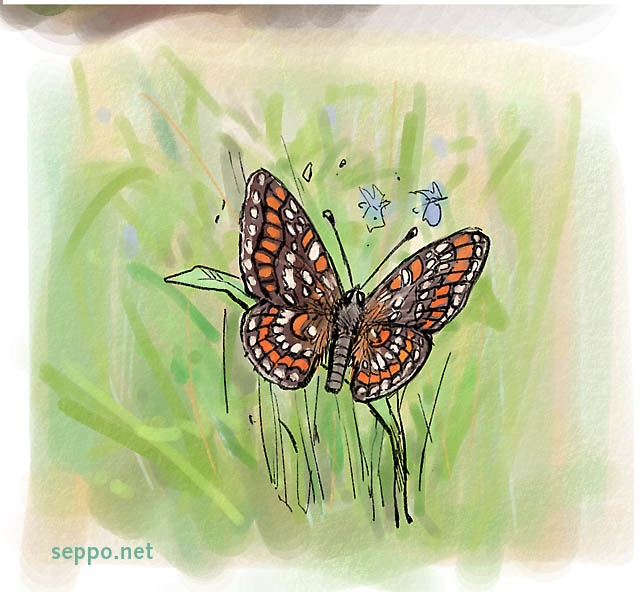  Kirjoverkkoperhonen, keywords:
 kirjoverkkoperhonen täpläperhonen rauhoitettu laji monimuotoisuus Euphydryas maturna piirros