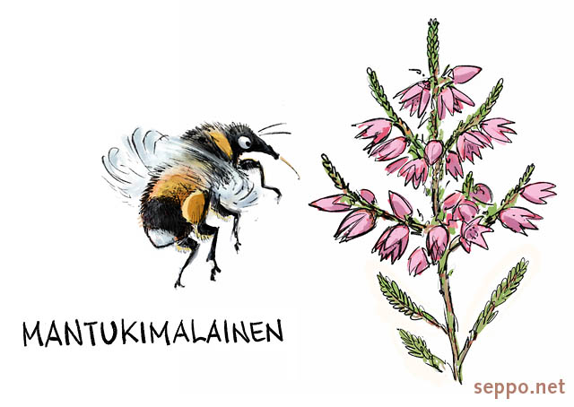  Mantukimalainen - kanerva, keywords:
 kanerva mantukimalainen piirros Bombus lucorum