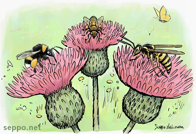  Kimalainen mehiläinen ja ampiainen, keywords:
 mantukimalainen tarhamehiläinen ampiainen Bombus lucorum Apis mellifera Vespula vulgaris pölyttäjät ohdake piirros