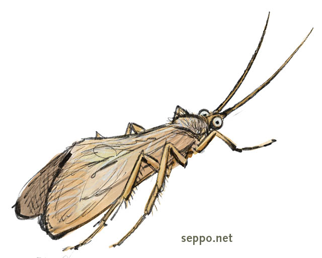  Vesiperhonen eli sirvi, keywords:
 vesiperhonen sirvikäs sirvi Trichoptera piirros