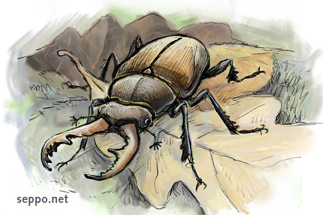  Tamminkainen, keywords:
 tamminkainen tammihärkä kovakuoriainen Lucanus cervus piirros