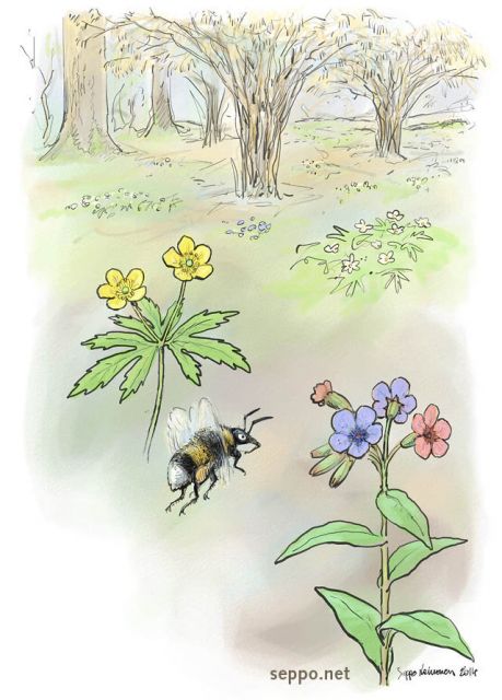  Pähkinälehto keväällä, keywords:
 pähkinäpensas lehto kevät keltavuokko lehtoimikkä mantukimalainen kukat Bombus lucorum Anemone ranunculoides Pulmonaria obscura Corylus avellana piirros