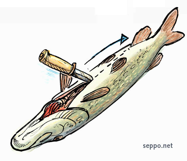  Kalan käsittely –  perkaaminen, keywords:
 kala saalis ruoka kalan käsittely ohje avaaminen suolistus perkaaminen hauki Esox lucius piirros