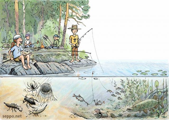  Nuoriso onkii – vesieliöt, keywords:
 onkiminen nuotio vesieliö vesihämähäkki sukeltajakuoriainen ukonkorento toukka salakka särki ahven hauki rapu järvisimpukka Argyroneta aquatica Dytiscidae Aeshna Alburnus Rutilus rutilus Perca fluviatilis Esox lucius Astacus Anodonta anatina piirros