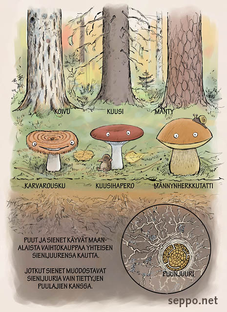  Puut ja sienet tekevät maanalaista yhteistyötä, keywords:
 puut koivu kuusi mänty sieni sienet sienijuuri karvarousku kuusihapero männynherkkutatti puunjuuri Lactarius torminosus Russula queletii Boletus pinophilus Betula Picea abies Pinus sylvestris piirros