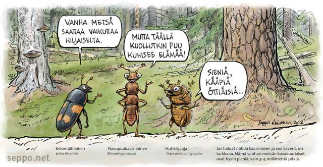  Vanha metsä kuhisee elämää , keywords:
 vanha metsä ikimetsä aarniometsä kuollut laho puu lahottaja kääpä sieni kovakuoriainen ötökkä kelomäihiäinen havupuukaarniainen hutikirjaaja Ipidia binotata Rhizophagus bipustulatus Dryocoetes autogra