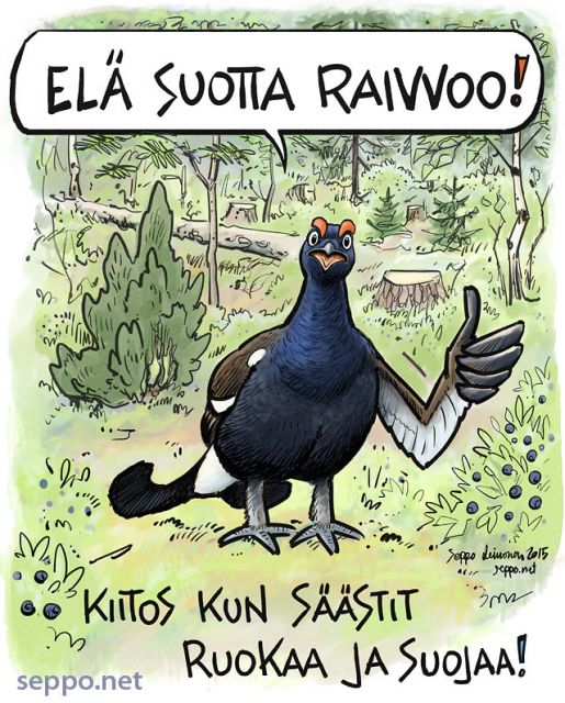  Teeri - el suotta raivoo, keywords:
 mets metsnhoito riista raivaus avohakkuu suoja ruoka monimuotoisuus teeri luonto jatkuva kasvatus Tetrao tetrix piirros