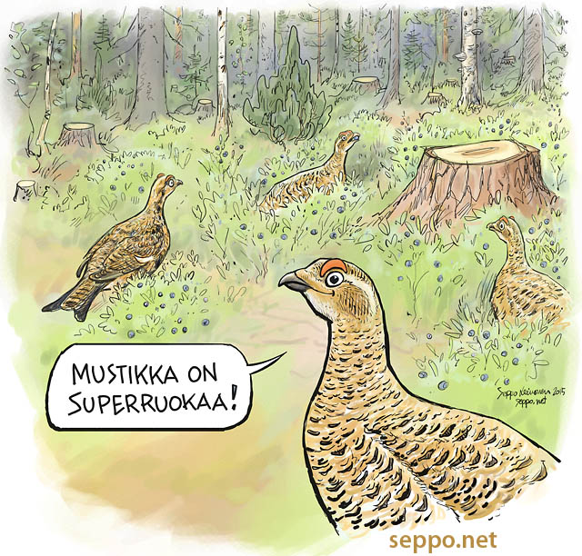  Teeri - mustikka on superruokaa, keywords:
 teeri mustikka riistametsä alikasvos kannot muokkaamaton maa peitteisyys sekametsä poimintahakkuu luontainen uudistaminen jatkuva kasvatus Tetrao tetrix piirros